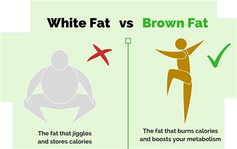 What Is White Fat And Brown Fat And Can Cbd Help Doctor Bob Posner