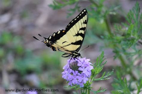 Garden Butterflies Com Tiger Swallowtail And Prairie Verbena