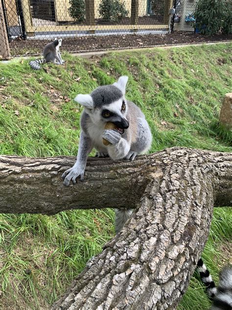 Ring Tailed Lemur Eating Brandywine Zoo