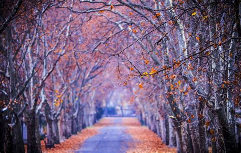 Wallpaper Road Autumn Forest Leaves Trees Nature Park Colors