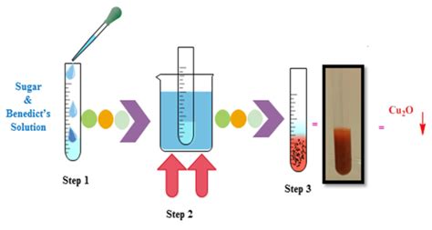 Figure 2 Benedicts Test For Reducing Sugars Laboratory Activities