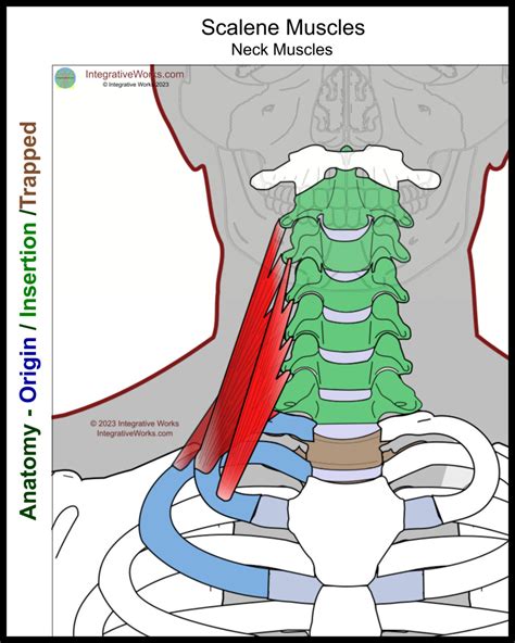 Scalene Muscles Functional Anatomy Integrative Works