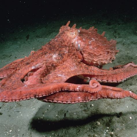 Giant Pacific Octopus National Geographic