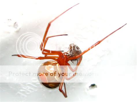 Latrodectus Theridiidae Picture Thread Page 14 Arachnoboards