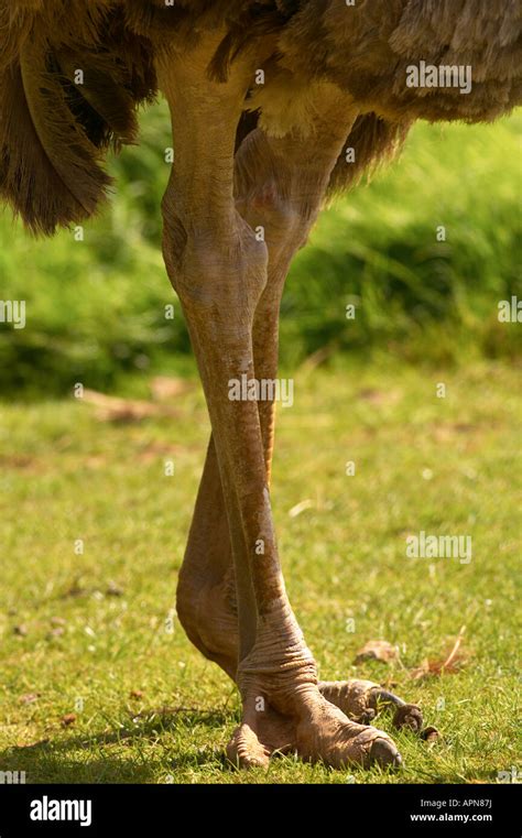 Ostrich Legs Stock Photo Alamy