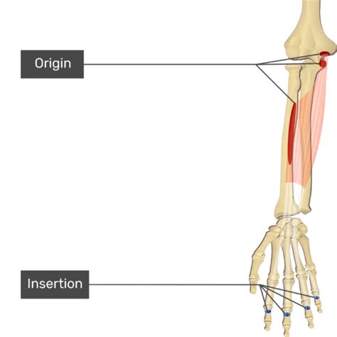 An Anterior View Of The Forearm Showing The Bony Elements And The