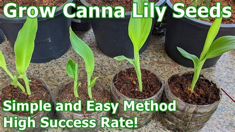 How To Grow Canna Lily Seeds Simple And Easy Method With High Success