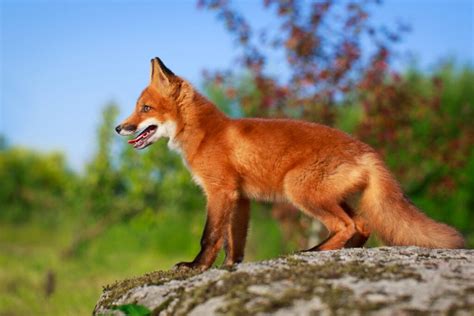 13 Rare Fox Colors Charndiplee