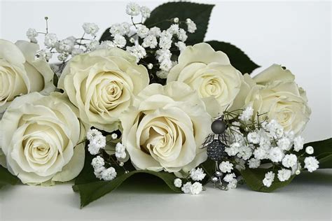 Free Download White Roses Roses Rose Flower Flowers White Angel