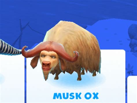 Musk Ox Ice Age Adventures Wiki Fandom Powered By Wikia