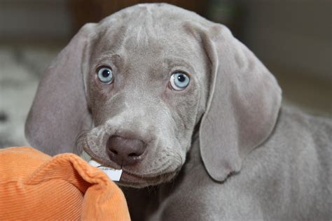 39 Droll How To Train A Weimaraner Puppy Image 4k Ukbleumoonproductions