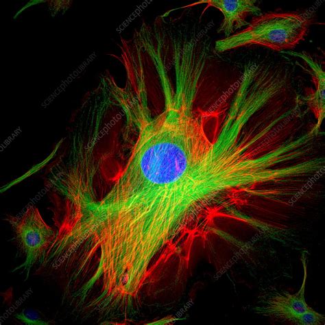 Cell structure - Stock Image - G442/0168 - Science Photo Library
