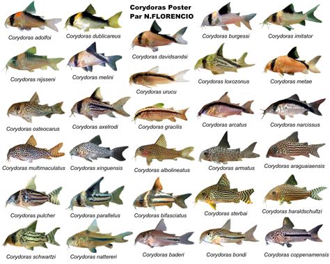 Click This Image To Show The Full Size Version Tropical Fish