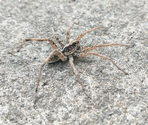 South Texas Wolf Spider On My Front Walkway Rspiders