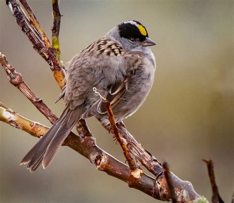 Golden Crowned Sparrow Owen Deutsch Photography