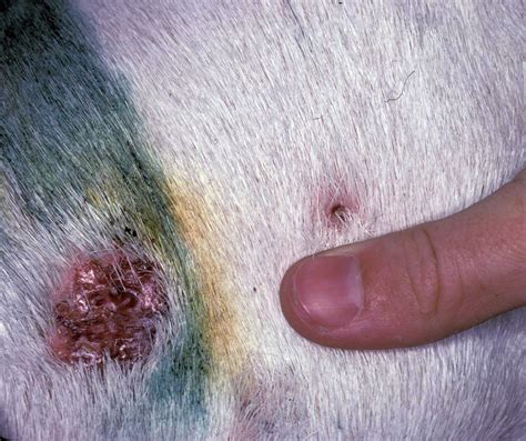 Animal Disease Images - CFSPH