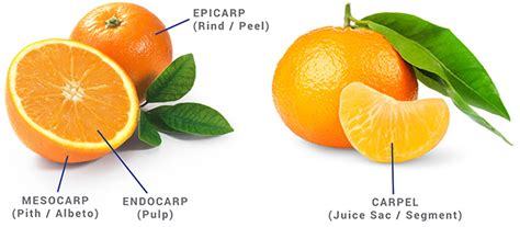 Orange Oil Uses And Benefits Of Refreshing And Uplifting Essential Oil
