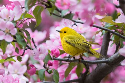 How You Can Help Protect Wild Birds In Your Yard Winter