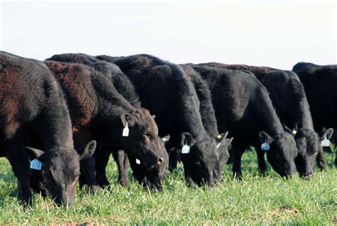 Cattle Chat Grazing Fescue Requires Close Monitoring