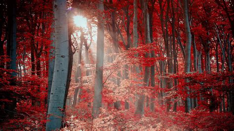 4k Red Autumn Wallpapers High Quality Download Free