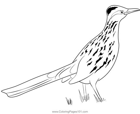 Road Runner 8 Coloring Page For Kids Free Cuckoos Printable Coloring