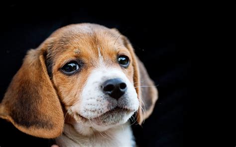 Dogs Beagle Cute Dog Face Puppy Hd Wallpaper Wallpaperbetter