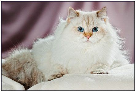 Leading cattery of british shorthair blue cats and kittens registered with cfa, eff, tica. British longhair cat, chocolate torbie-point (With images ...