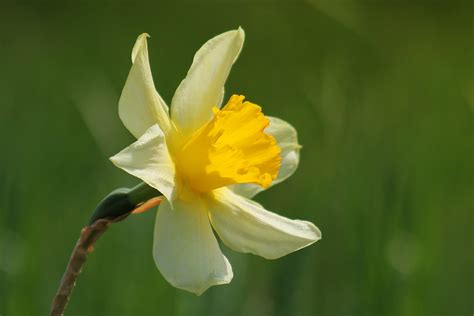 Narcissus Flower Blossom Spring Yellow Wallpapers Hd Desktop And