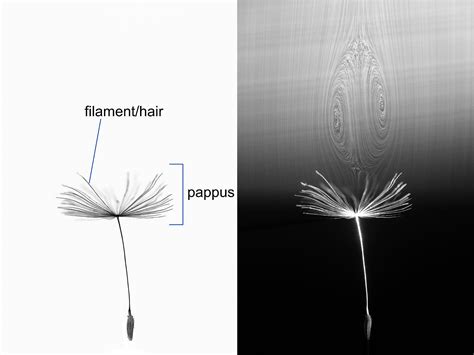 Flight Of The Dandelion Nature Portfolio Ecology And Evolution Community
