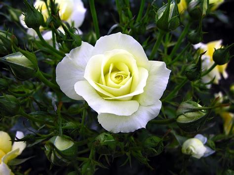 Install white rose live wallpaper free! Free download beautiful pure white rose flower wallpaper ...