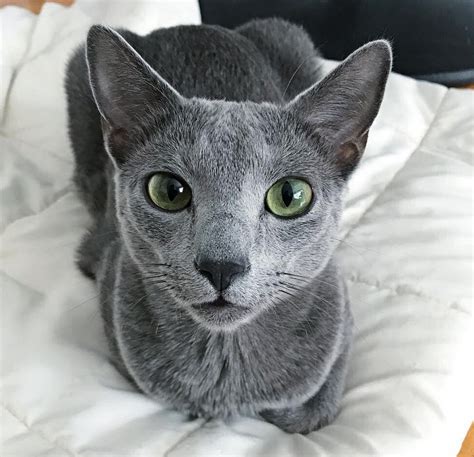 The Russian Blue Radiant And Regal The Purrington Post
