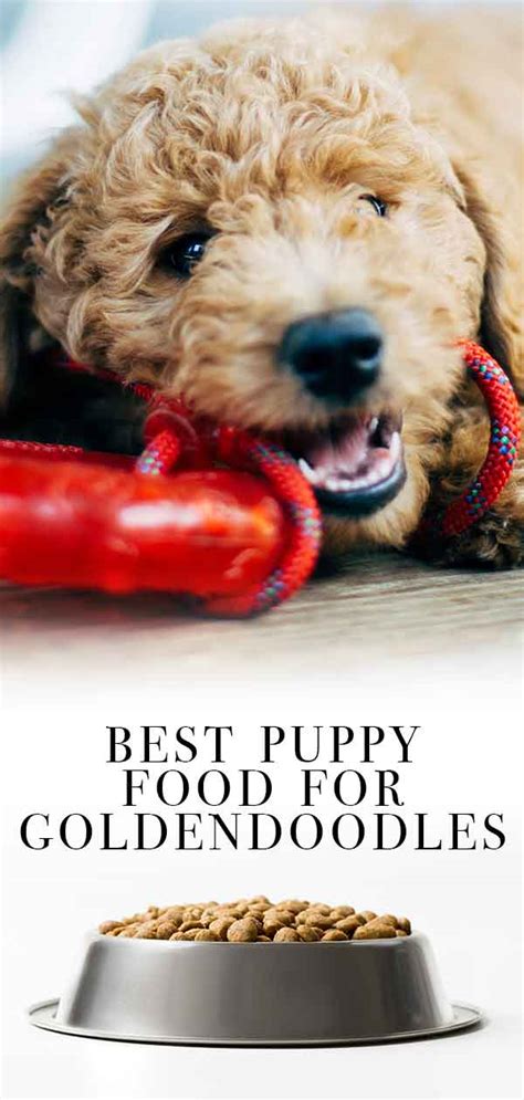 The real chicken and brown rice flavoring gives the food a natural, animal sourced protein. Best Puppy Food for Goldendoodles So He Grows Up Big and ...