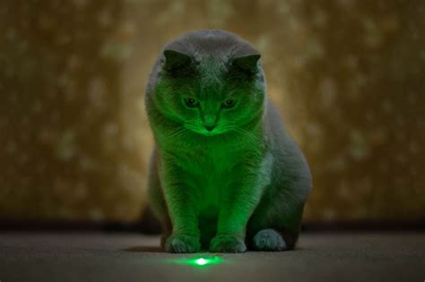 Cats And Laser Pointers The Pros And Cons Cat World