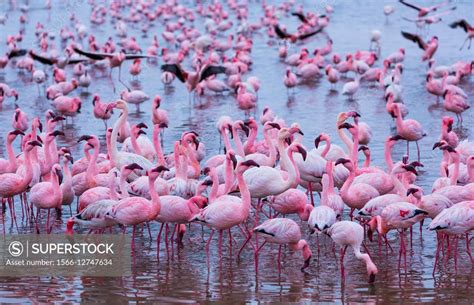 Flamingos Salinas Walvis Bay Namibia Africa Superstock