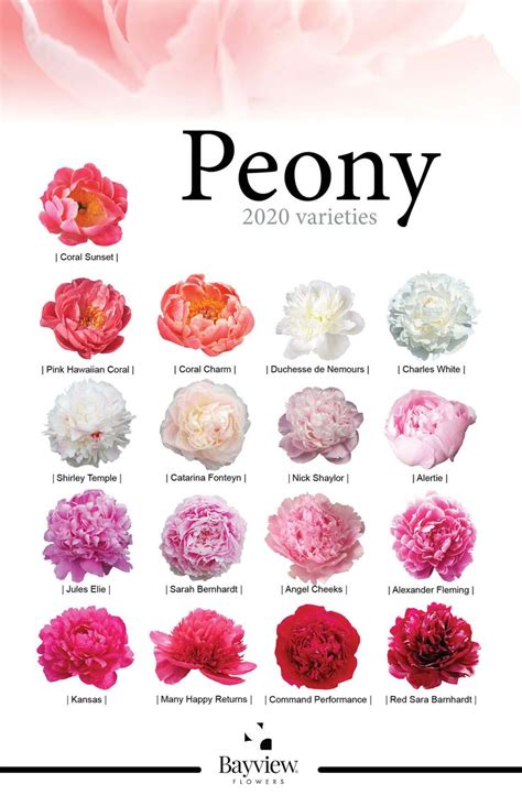 Peony Bloom Time Chart