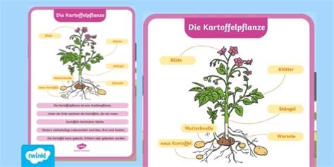 Poster I Material I Kartoffel Grundschule (teacher made)