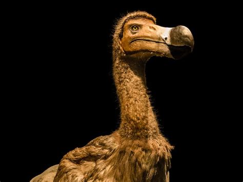 What Happened To Dodos The Extinct Birds That Could Be Brought Back To