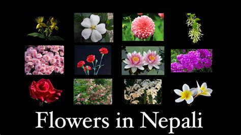 Flower Names In Nepali Learn Flower Names In English And Nepali Youtube