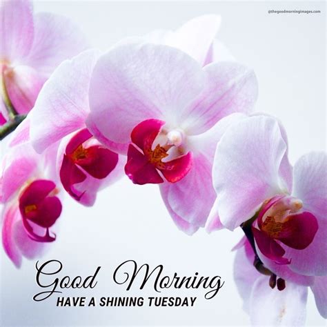65 Beautiful Good Morning Tuesday Images