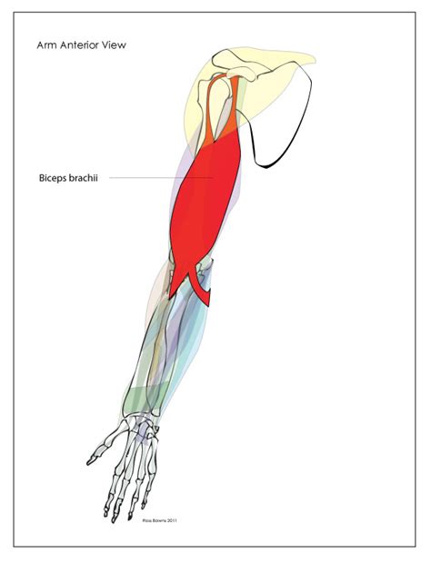 Muscles Of The Arm Labeled