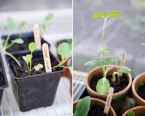 Inside vertical harvest farms in jackson, wyoming. How to Start a Vegetable Garden from Seeds From Seeds ...