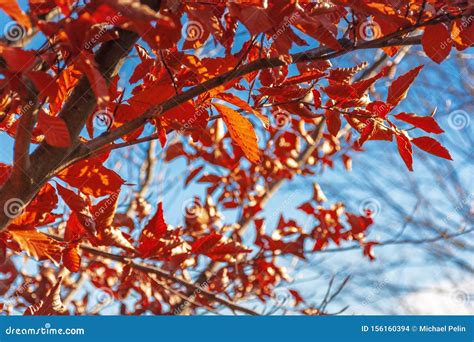 Reddish Brown Foliage Of A Beech Tree Stock Photo Image Of November