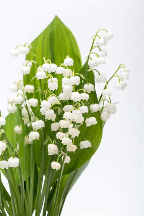 Lily Of The Valley Stock Image Image Of Bouquet Blooming 55227817