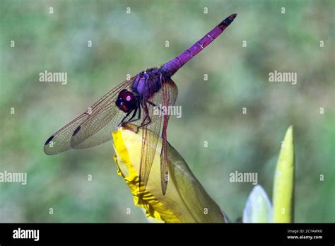 Violet Dropwing Trithemis Annulata Stock Photo Alamy