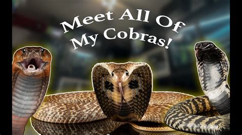 meet all of my cobras youtube