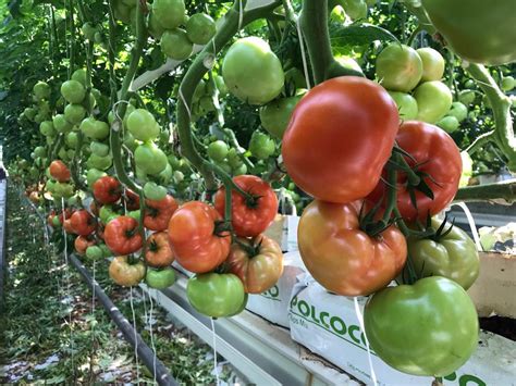 Polish Tomatoes Producer Tomatoes Producer From Poland