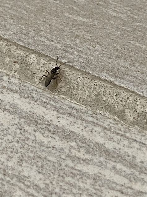 Small Flying Bug Roughly 1mmish In Length Southeastern Us A Bunch