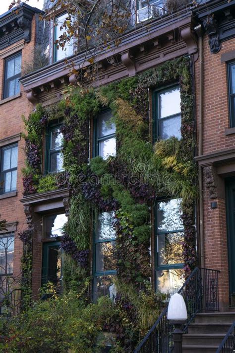 Red Brick Apartment Building Wall Of Brownstone Covered By Green Ivy In