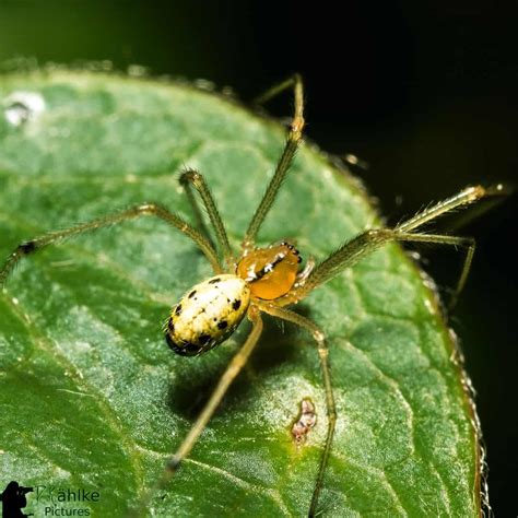 5 Common House Bugs In Tennessee You Need To Watch Out For