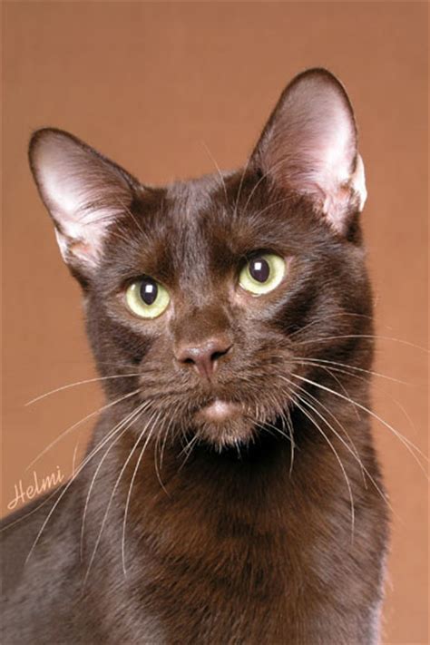 Chocolate Siamese Cat British Shorthair